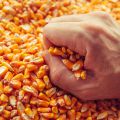 farmers_hand_over.jpg