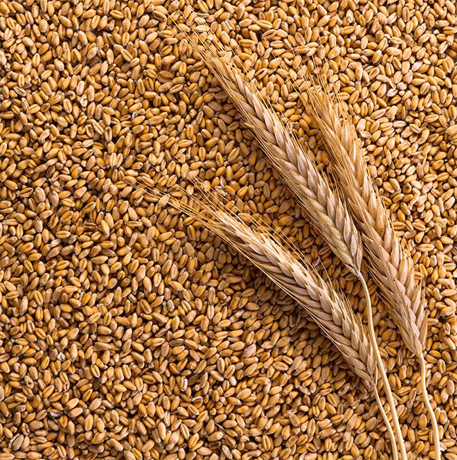 processed_organic_wheat.jpg