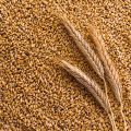 processed_organic_wheat.jpg