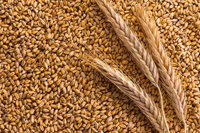 processed_organic_wheat.jpg